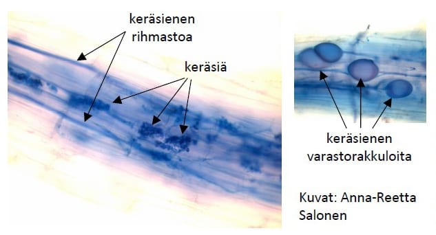 Kuva 3. Kuvassa värjättyjä kauran juuria, joissa näkyy keräsienten rakenteita. Kuvat: Anna-Reetta Salonen.