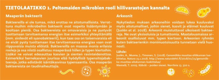 Tietolaatikko 1. Peltomaiden mikrobien rooli hiilivarastojen kannalta.
Maaperän bakteereilla ei ole tumaa, mikä erottaa ne aitotumallisista. Verrattuna muihin mikrobeihin bakteerit ovat nopeita lisääntymään ja kooltaan pieniä. Osa bakteereista on omavaraisia ja ne pystyvät tuottamaan tarvitsemansa energian itse esimerkiksi yhteyttämällä (mm. sinilevät eli syanobakteerit), kun taas osa on toisenvaraisia eli ne eivät pysty tuottamaan itse tarvitsemaansa energiaa vaan ovat riippuvaisia muista eliöistä. Bakteereilla on maassa monia erilaisia rooleja ja osa niistä osallistuu maaperässä hiilen ja typen kiertoihin. Lisäksi ne voivat edesauttaa kasvien ja sienten ravinteidenottoa. Esimerkiksi hernekasvien juurissa elää hyödyllisiä typensitojabakteereja, jotka edistävät isäntäkasvinsa typensaantia. Osa maaperän bakteereista on taudinaiheuttajia.
Nykytiedon mukaan arkeoneihin voidaan lukea kuuluvaksi myös aitotumalliset, joihin sienet, kasvit ja eläimet kuuluvat (Juslén et al. 2018). Arkeonit muistuttavat ulkoisesti bakteereja. Ne ovat yksisoluisia ja tumattomia. Maatalousmaissa arkeonit osallistuvat mm. typen kiertoon. Arkeonien ryhmän kuten bakteerienkin monimuotoisuutta tunnetaan vielä huonosti. Lähde: Juslén, A., Muona, J., Timonen, S. (2018). Genomiikka muuttaa eliökunnan luokittelua. Natura 15.1.2018, http://www.naturalehti.fi/2018/01/15/genomiikka-muuttaa-eliokunnan-luokittelua/
Niemelä, T. 2005. Käävät – puiden sienet. Norrlinia 13. 320 s.