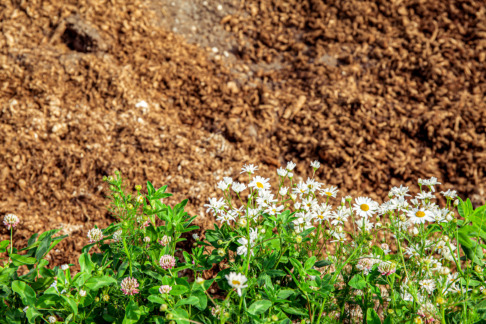 Soilfoodin Maanparannuskuiduilla voidaan tehokkaasti nostaa orgaanisen aineksen määrää vähämultaisessa maassa.
