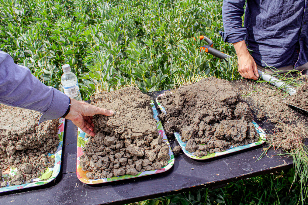 Jordstruktur i jämförelse med olika jordprover på bordet.